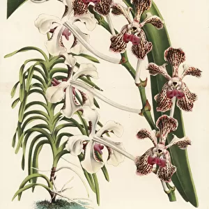 Soft vanda orchid, Vanda tricolor