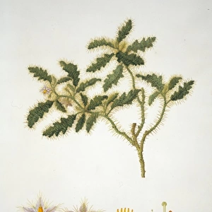 Solanum hystrix, Afghan thistle