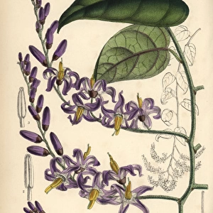 Solanum pensile, purple flower native to South America