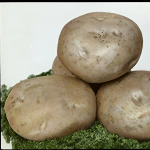Solanum Tuberosum (Potato) Great Scot