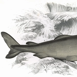 Somniosus microcephalus, or Greenland Shark