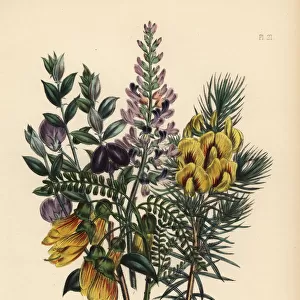Sophora, edwardsia, cyclopia and podalyria species