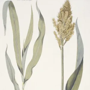 Sorghum bicolor, sorghum