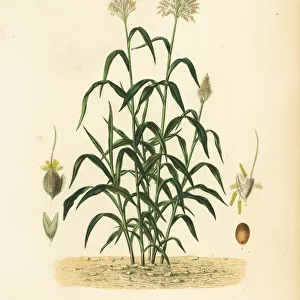 Sorghum grass, great millet or milo, Sorghum bicolor