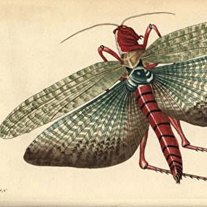 South american locust, Locusta cristata (Egyptian