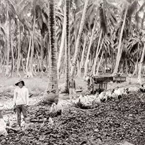South East Asia - farm workers sorting crop