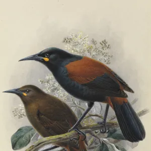 South Island Saddleback Tieke