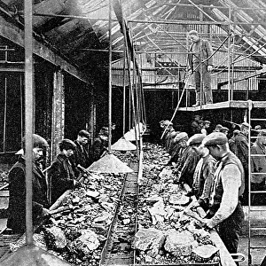 South Shields Coal Picking early 1900s