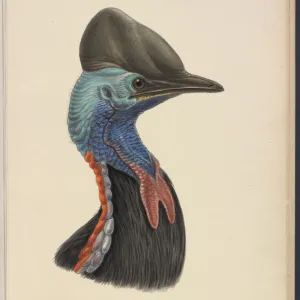 Southern cassowary by JG Keulemans