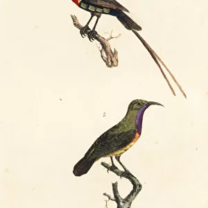 Southern double-collared sunbird and purple-throated sunbird
