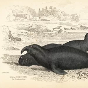 Southern elephant seal, male, Mirounga leonina