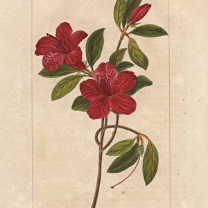Southern Indian azalea, Azalea indica