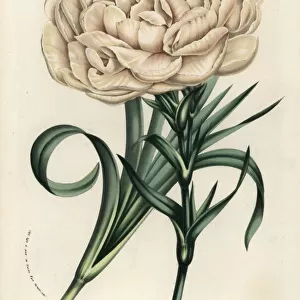 Souvenir de la Malmaison, hybrid carnation