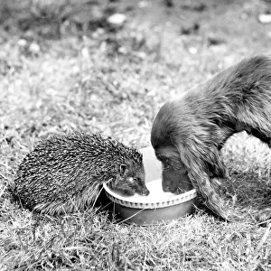 Spaniel and hedgehog