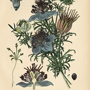 Spanish fennel, Nigella hispanica