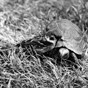 Sparrow and tortoise