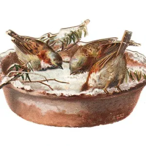 Sparrows in snow on a dish-shaped Christmas card Sparrows in snow on a dish-shaped Christmas card