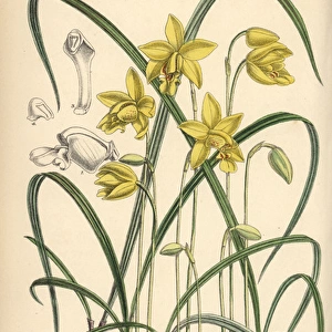 Spathoglottis ixioides, yellow orchid of the