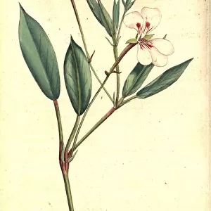 Spear-leaved geranium, Geranium lanceolatum