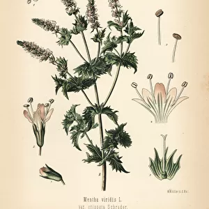 Spearmint, Mentha spicata