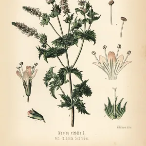 Spearmint, Mentha spicata