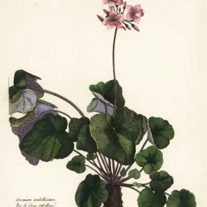 Species of geranium, Geranium umbellicatum