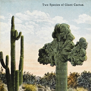 Two species of Giant Cactus - California