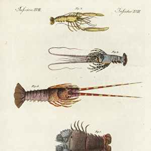 Species of lobsters