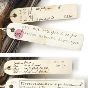 Specimen labels for Herald petrel Pterodroma, arminjoniana a