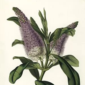Speedwell hybrid, Veronica x andersonii
