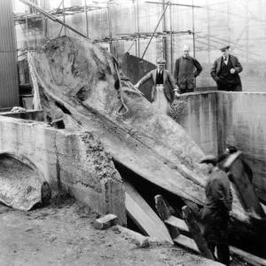 Sperm whale excavation, Natural History Museum, 1938