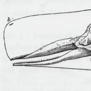 Sperm Whale Skeleton