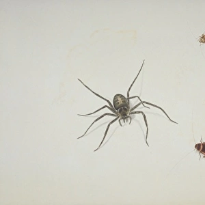 Spider and beetles illustration