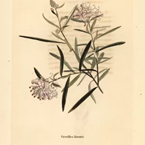 Spider flower, Grevillea linearifolia