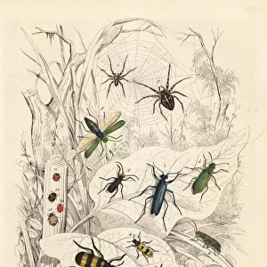 Spiders, blister beetles and ladybirds