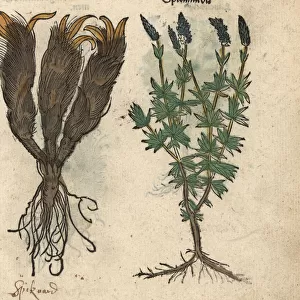 Spikenard, Nardostachys jatamansi, and lavender