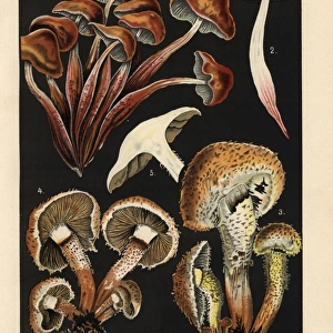 Spindleshank fungus, Gymopus fusipes, and Shaggy