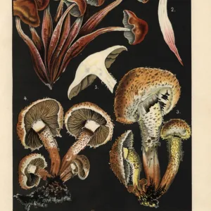 Spindleshank fungus, Gymopus fusipes, and Shaggy