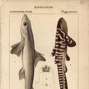 Spiny dogfish, Squalus acanthias, and catshark