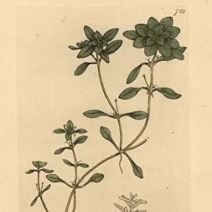 Spiny water starwort, Callitriche palustris