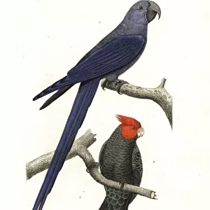 Spixs macaw (critically endangered) and gang-gang cockatoo