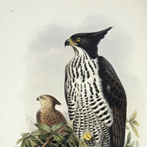 Spizaetus alboniger, Blyths hawk-eagle