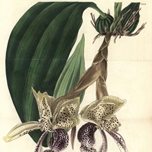 Splendid stanhopea orchid, Stanhopea insignis