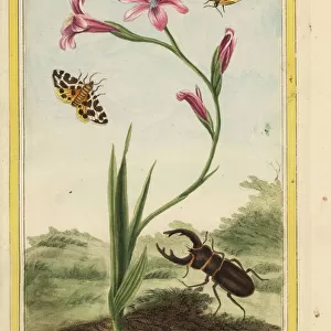 Spotted African corn lily, Ixia maculata, with stag beetle