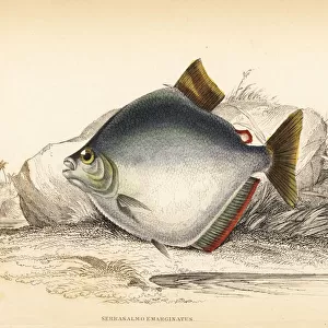 Spotted piranha, Serrasalmus marginatus