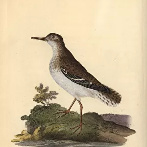 Spotted sandpiper, Actitis macularia