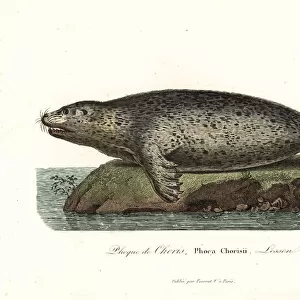 Spotted seal or largha seal, Phoca largha