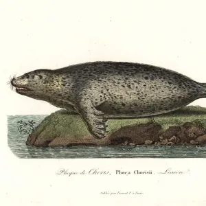 Spotted seal or largha seal, Phoca largha