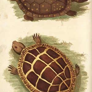 Spotted turtle and painted turtle