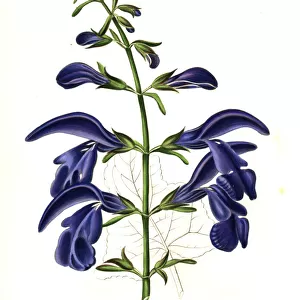 Spreading sage, Salvia patens